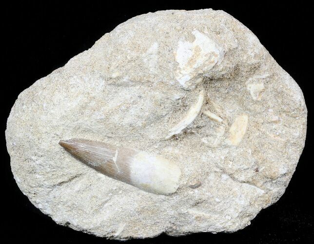 Fossil Plesiosaur (Zarafasaura) Tooth With Vertebrae #56411